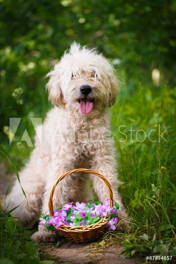 Image de Poodle metis dog